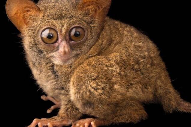 Восточный долгопят