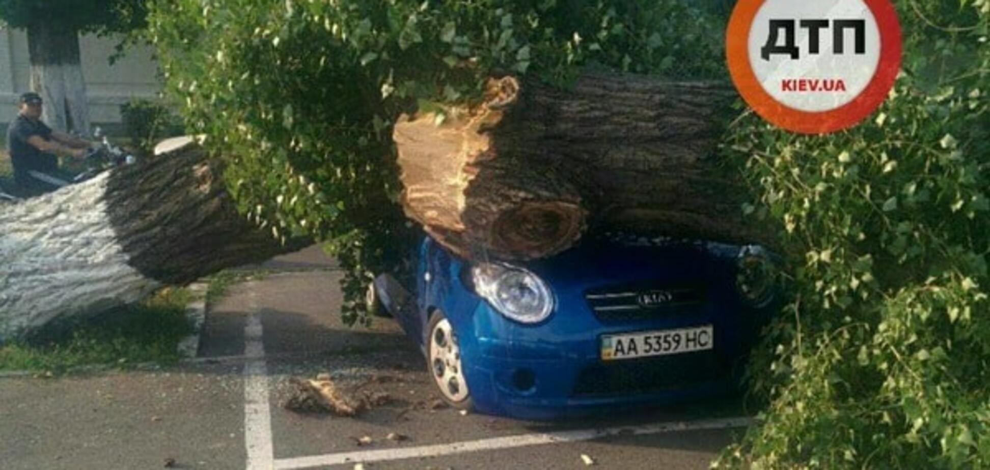 Дерево упало на авто