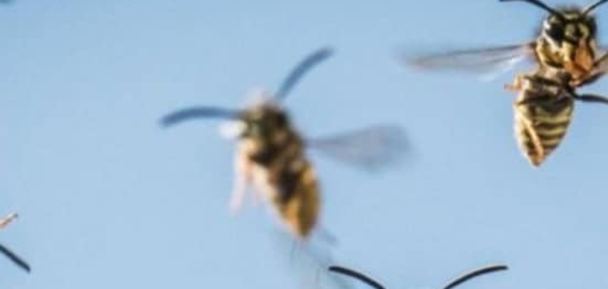 Не шутки: советы по защите от укуса насекомых 