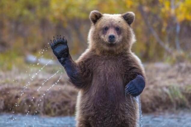 В Китае медведь своровал мед вместе с ульем