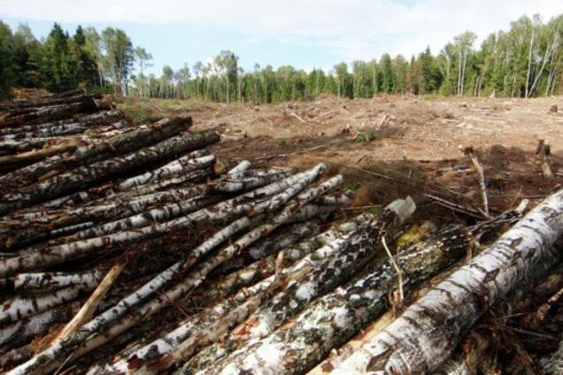 Незаконная вырубка лесов