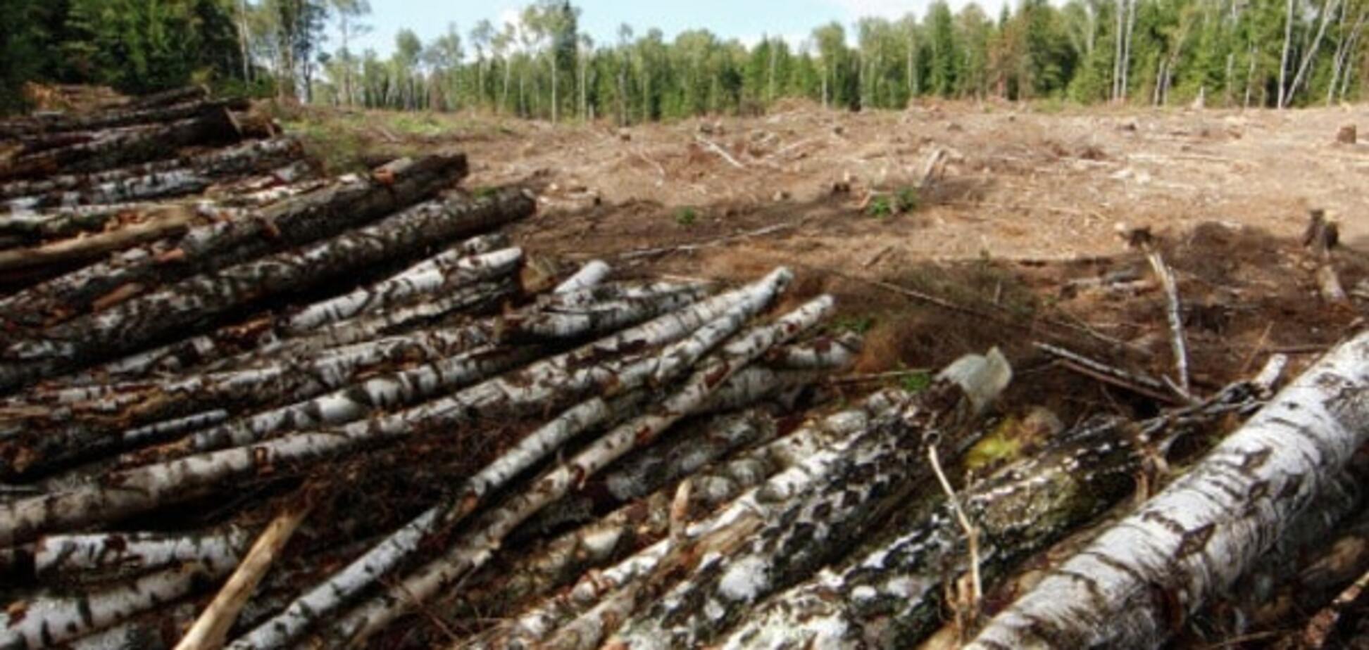 Незаконная вырубка лесов