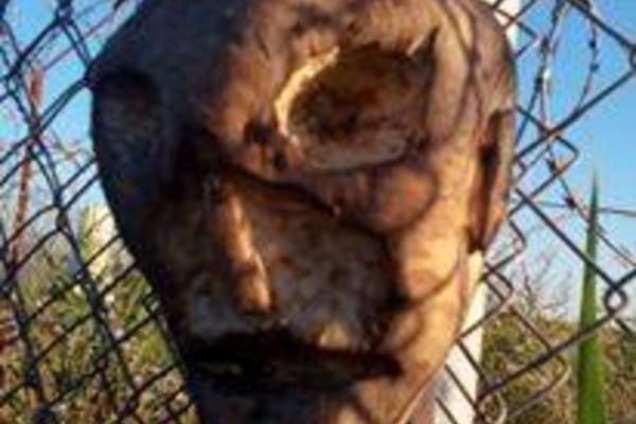 Чучела в Венгрии