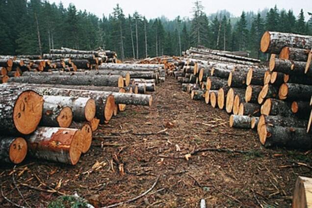 Вырубка леса