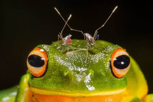 Жаба задавила: опубликованы победители фотоконкурса Nature Photographer of the Year 2016