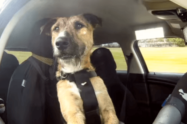 Автоприкол США