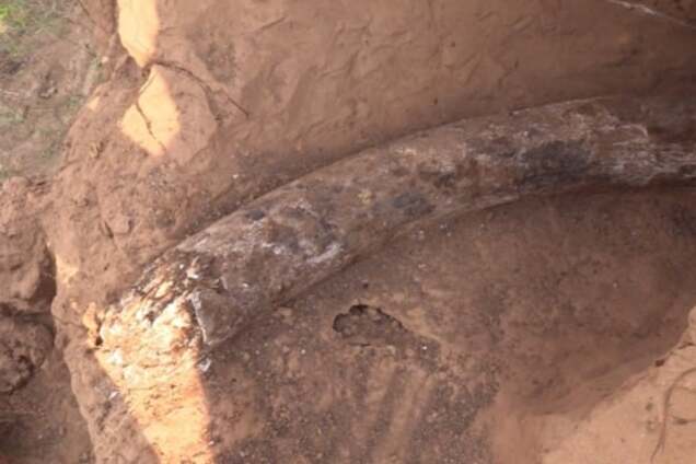 Бивень мамонта