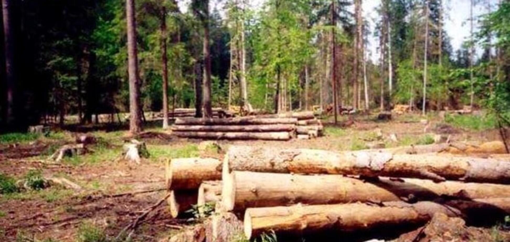 Вирубка лісу в Україні