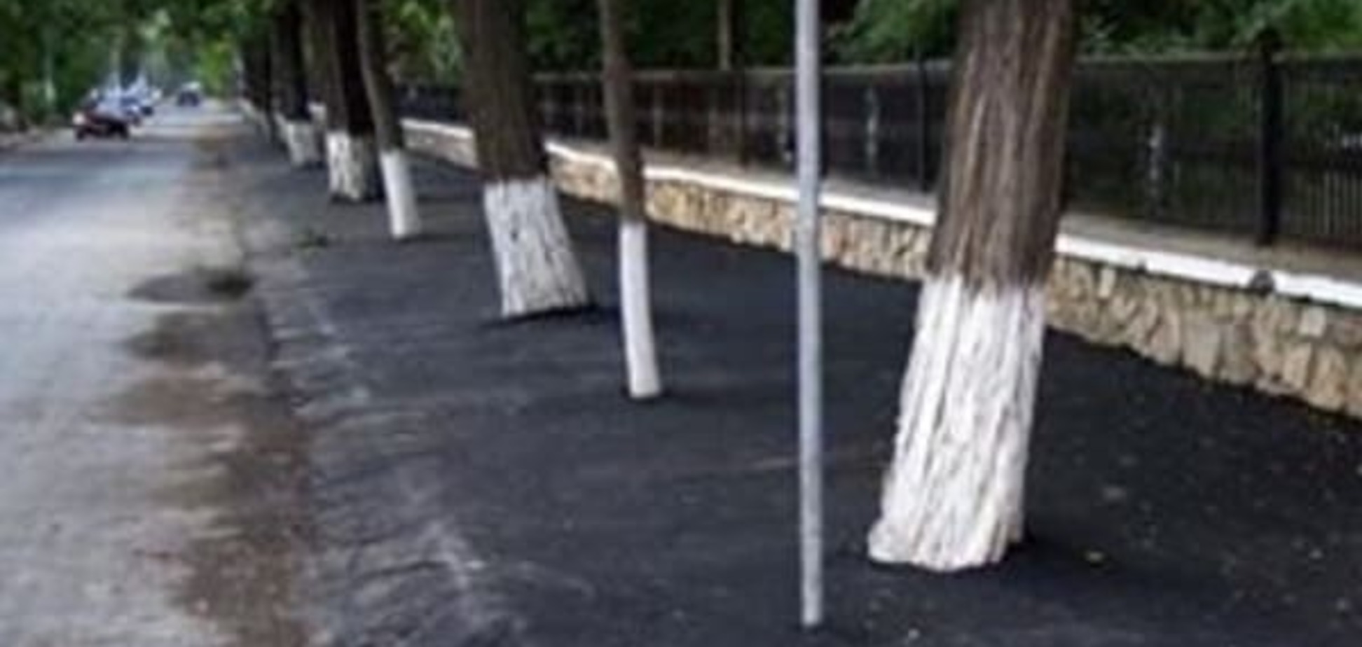 Деревья в асфальте