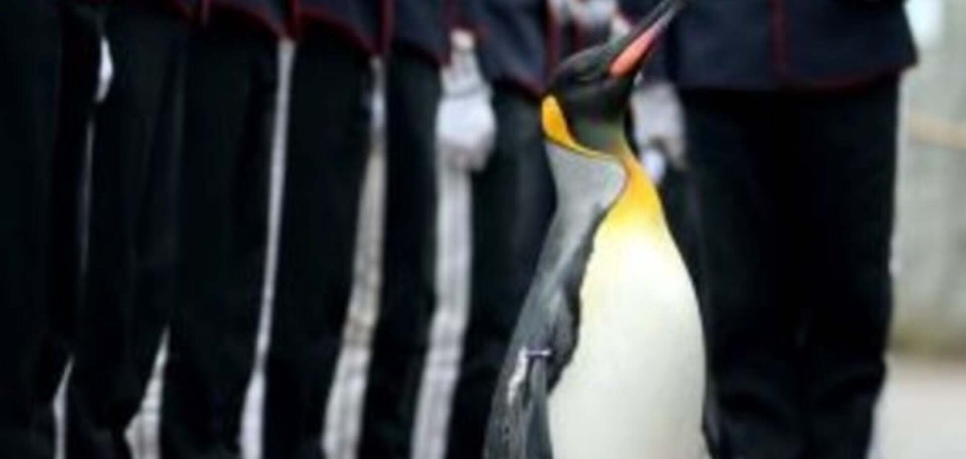 імператорський пінгвін