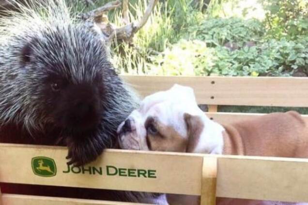 Дружная семья: самка дикобраза поселилась жить к бульдогам. Фото