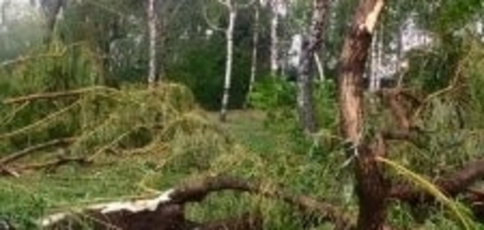 Ламав дерева та стовби: Вінничиною вночі пронісся буревій