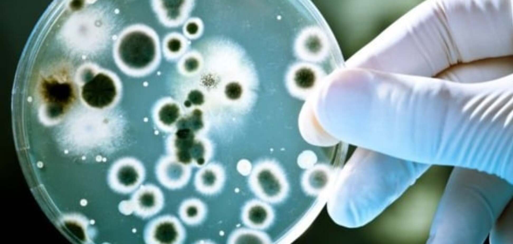 Ученые рассказали об интимной жизни бактерий