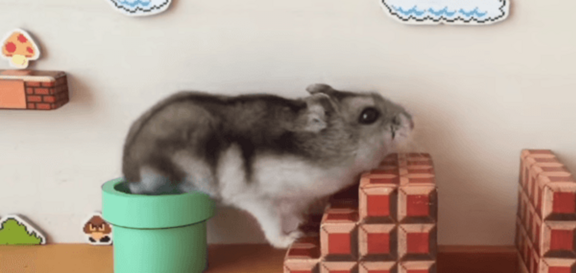 японский хомяк прошел уровень в Super Mario