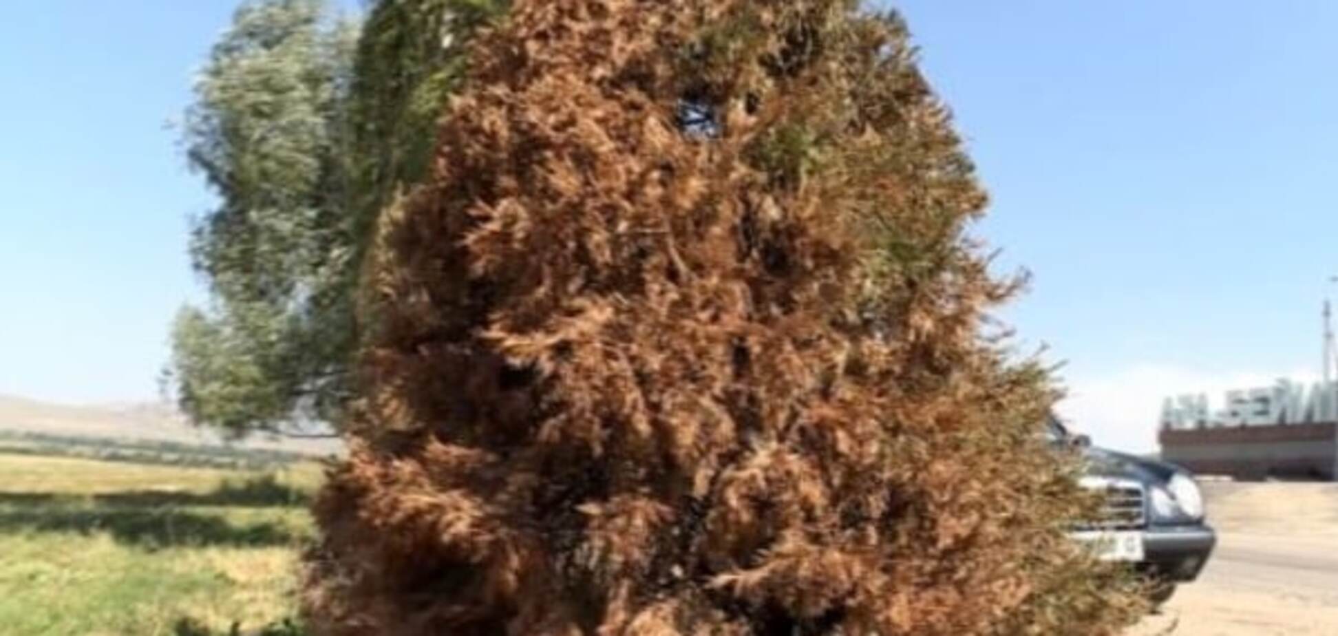 Покрашенные деревья