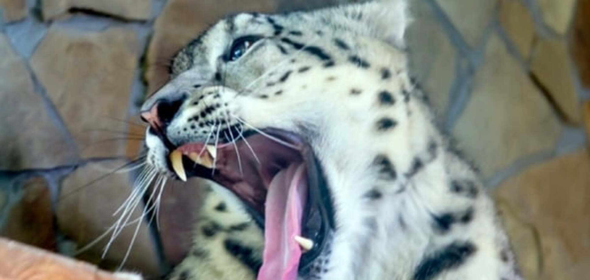 Снежный барс