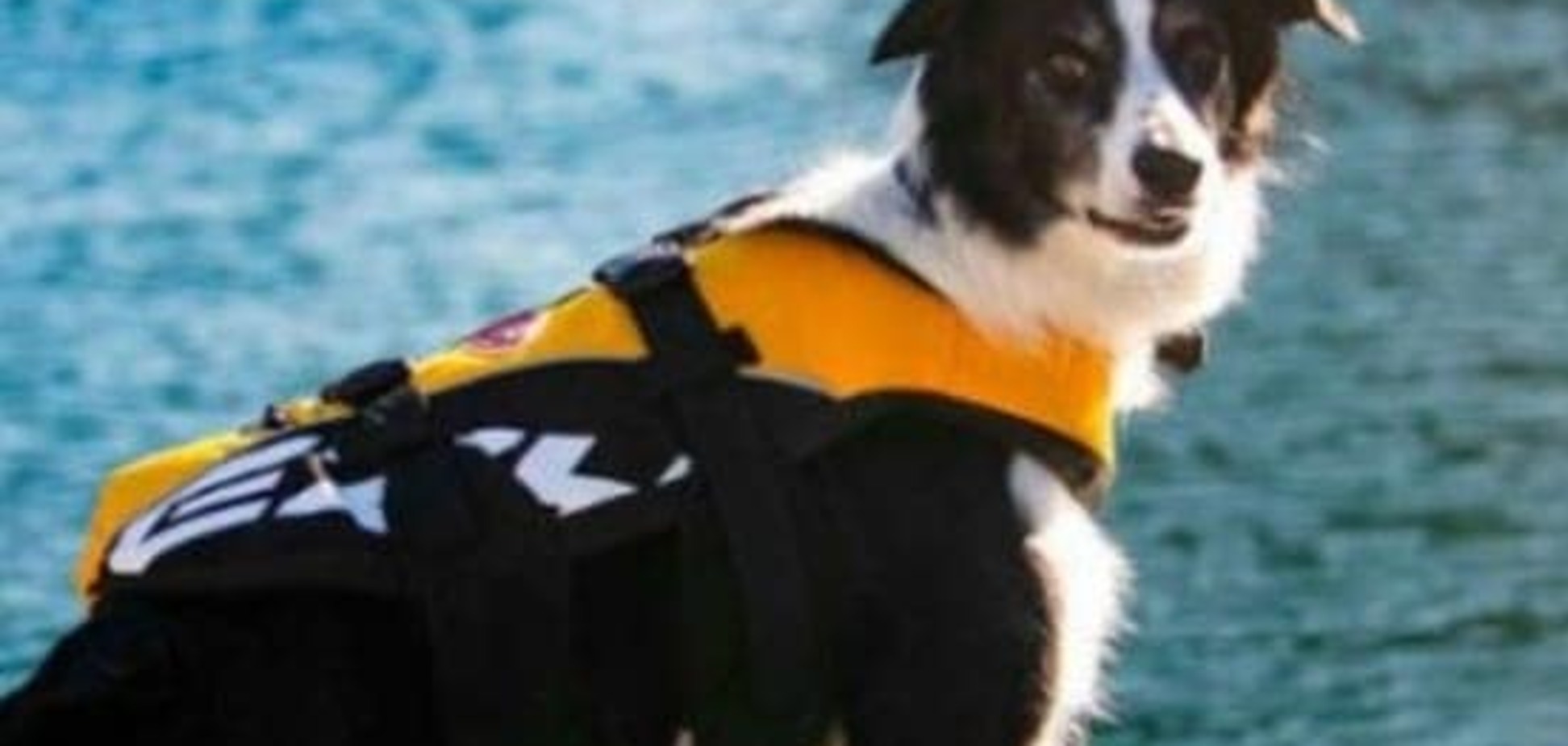 Пес в Австралии устроился работать охранником берега от чаек