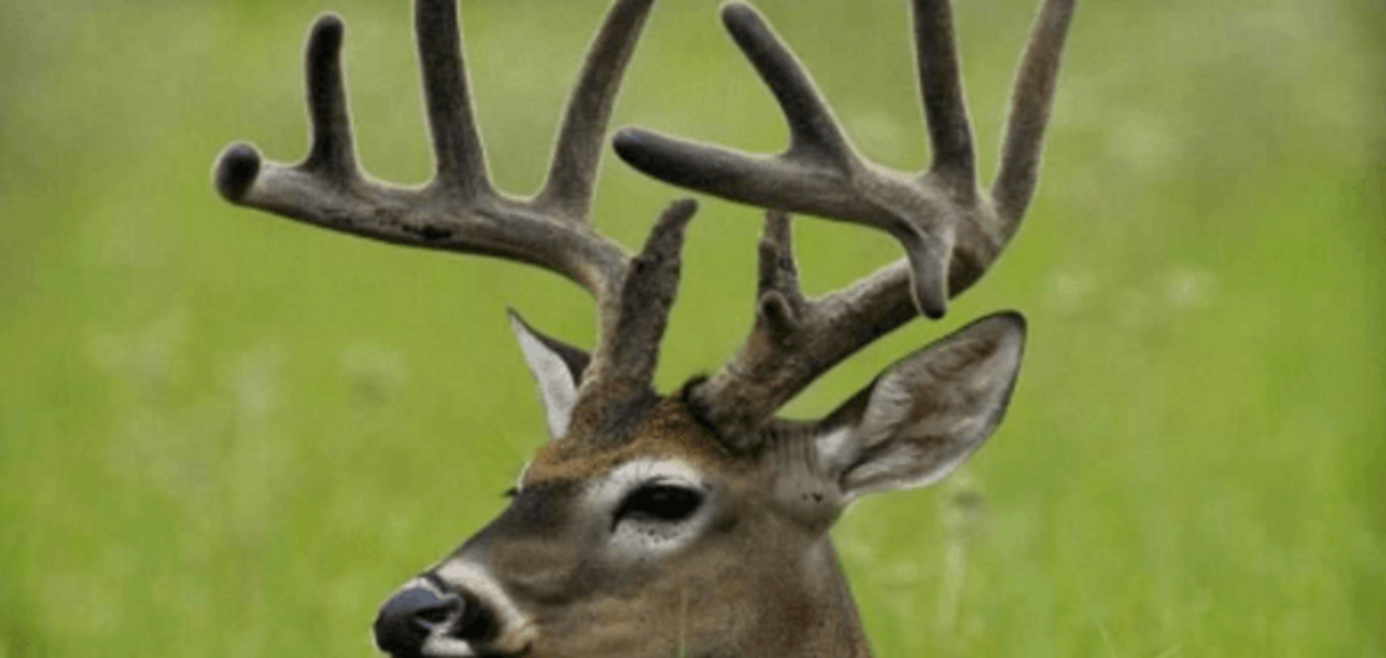 Погибшие олени