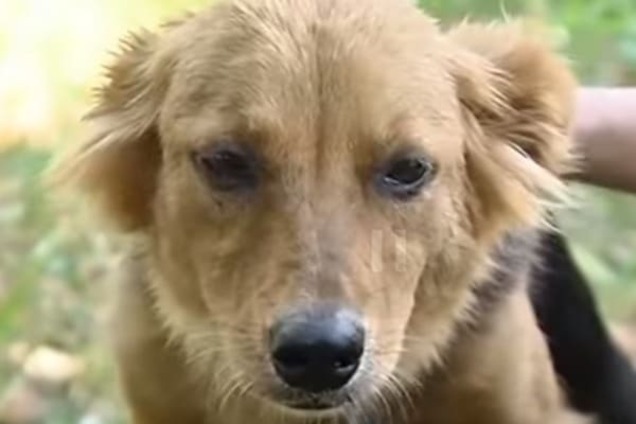 Київська Хатіко