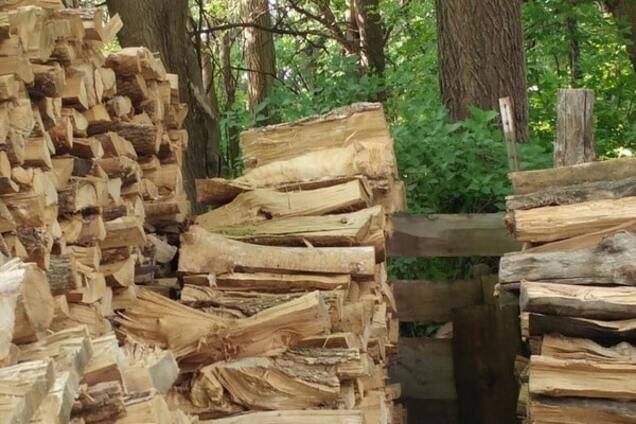 Кот на поленнице