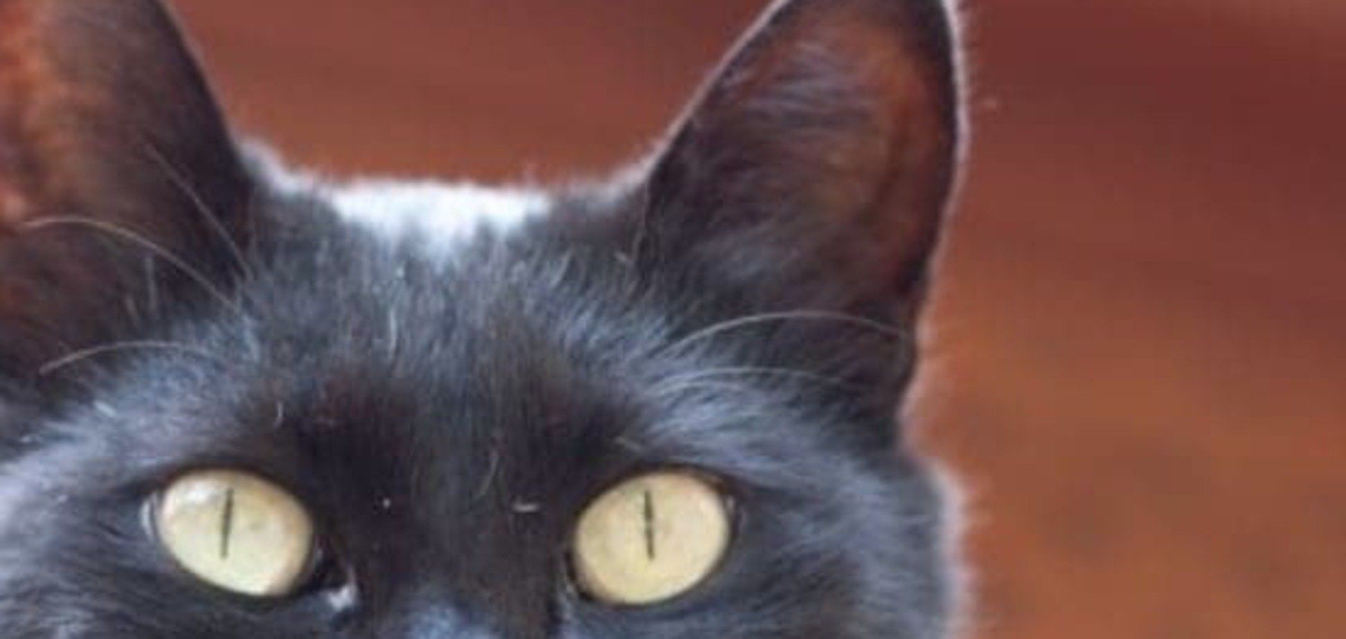 В Канаде на борту самолета был пойман черный кот