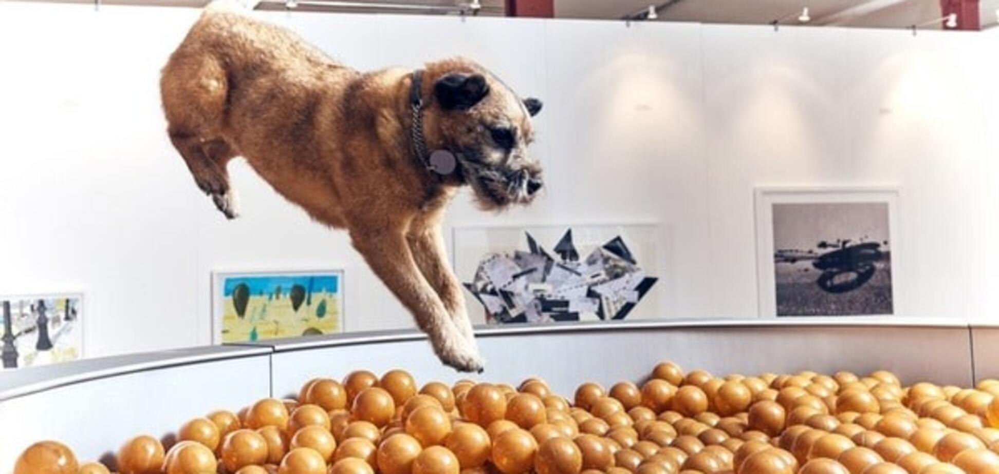 В Лондоне показали современное искусство для собак