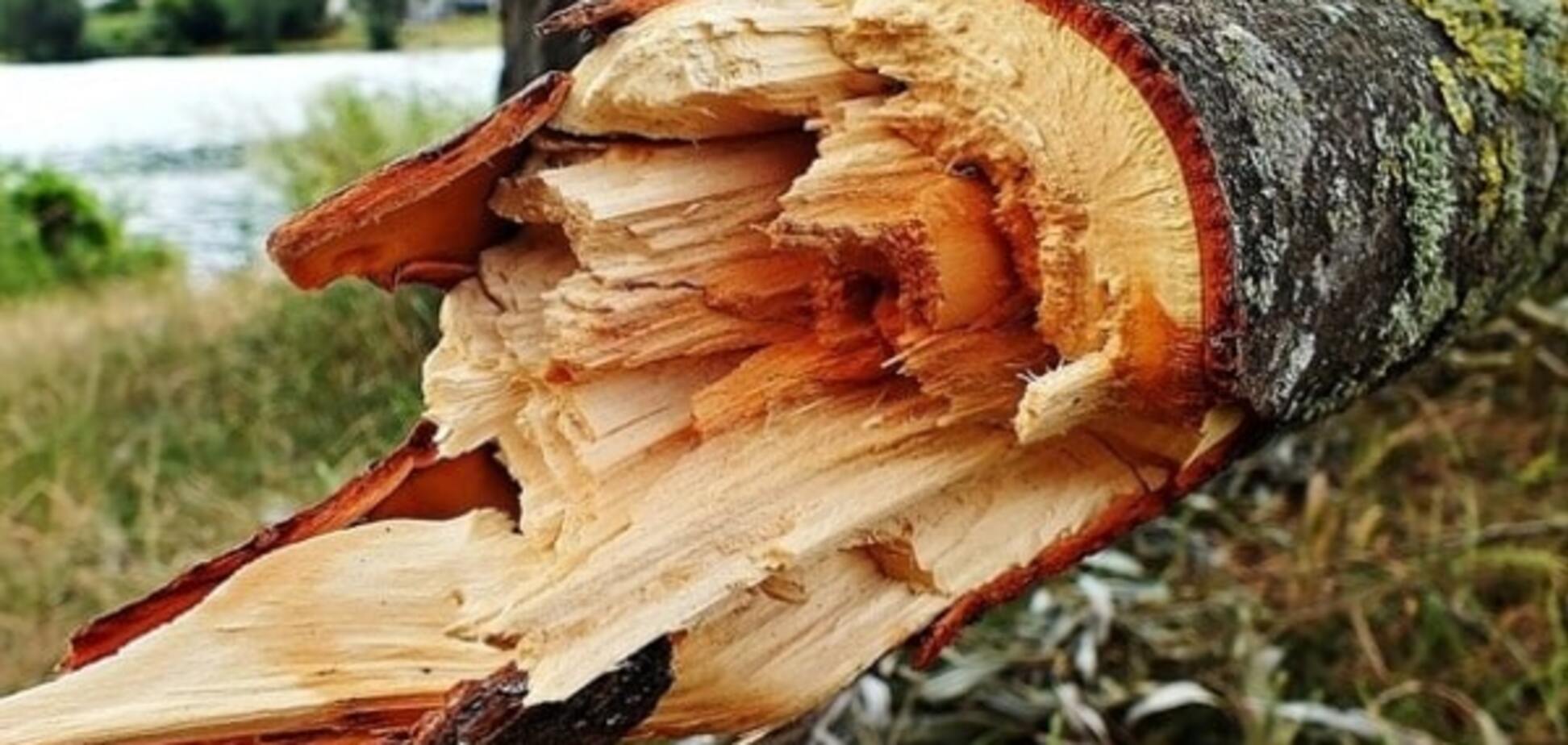 Упало дерево