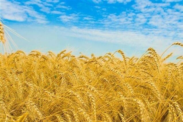 Урожай в Украине