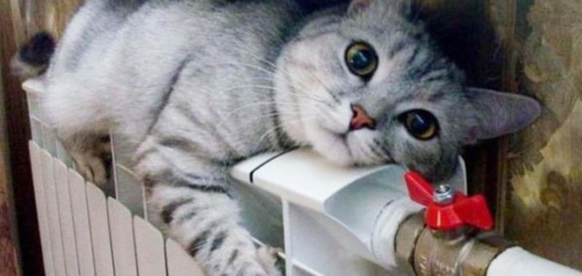 Кот греется