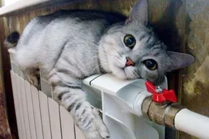 Кот греется