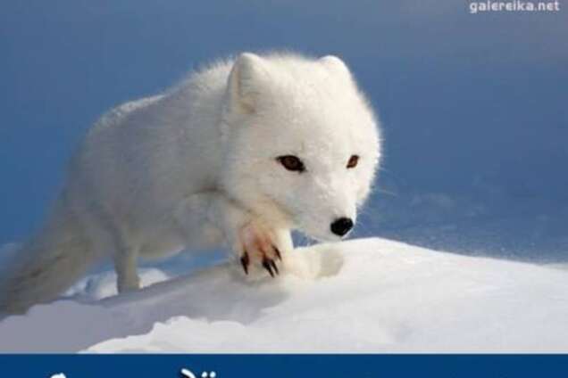 Россия и нефтегазовый песец