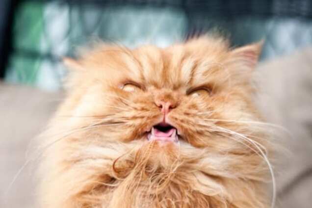 Ученые придумали, как отвадить со двора котов