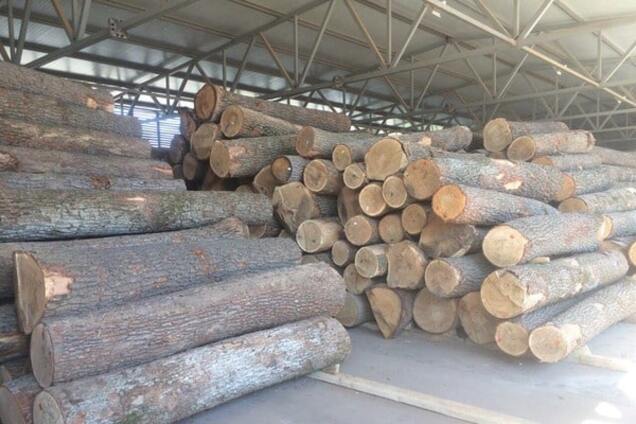 Липа - это дуб, оформленный как сосна: Луценко рассказал о сотне обысков из-за разворовывания леса