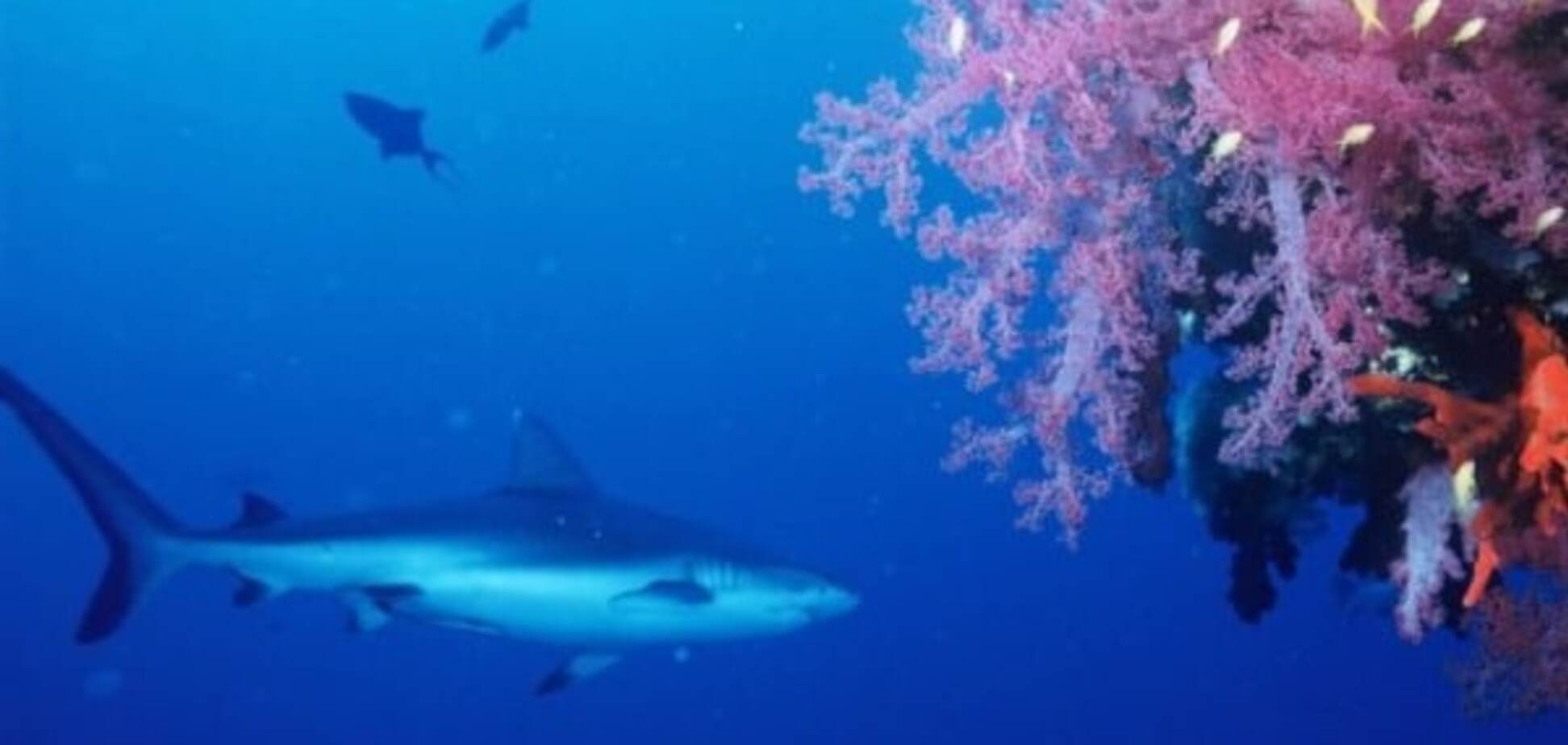 Новые зубы человеку помогут вырастить акулы: ученые