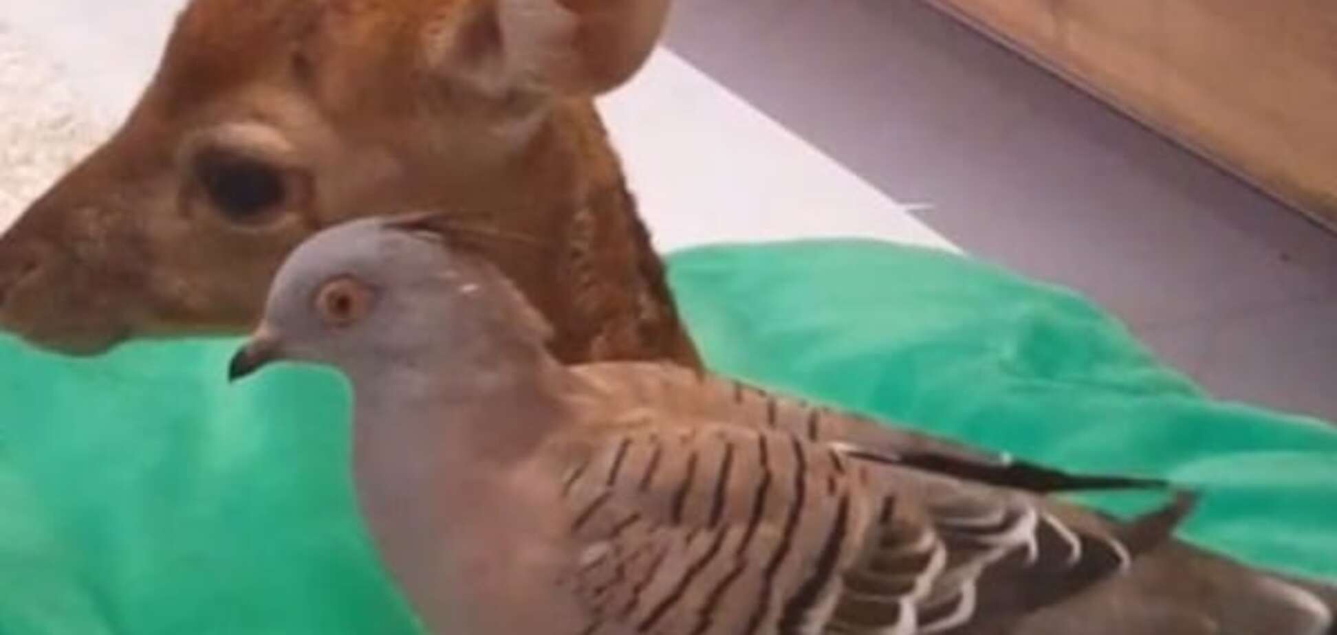 В австралийском приюте для животных голубь взял шефство над олененком. Фотофакт