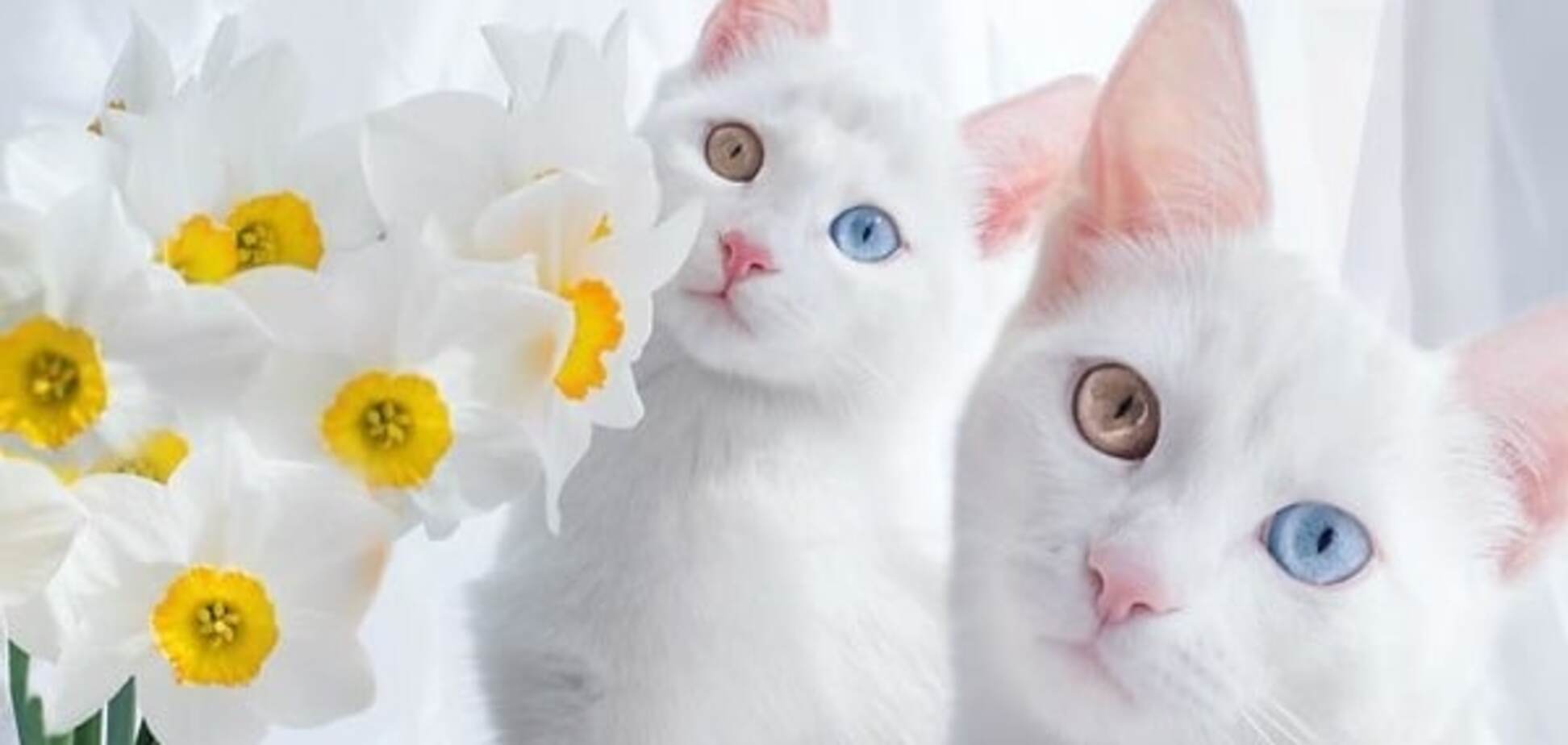 Коты Айрисс и Абисс