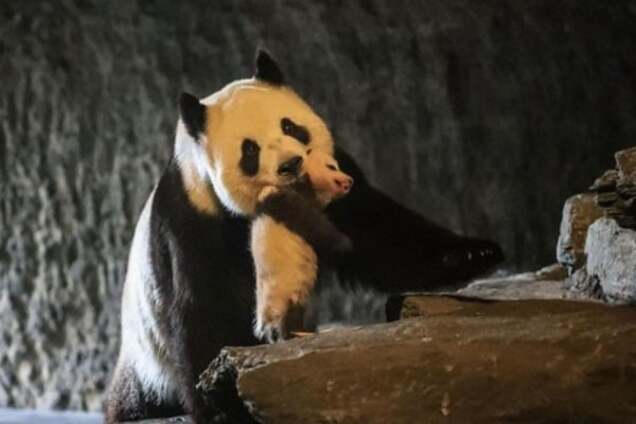 В Бельгии показали детеныша панды, зачатого искусственным путем