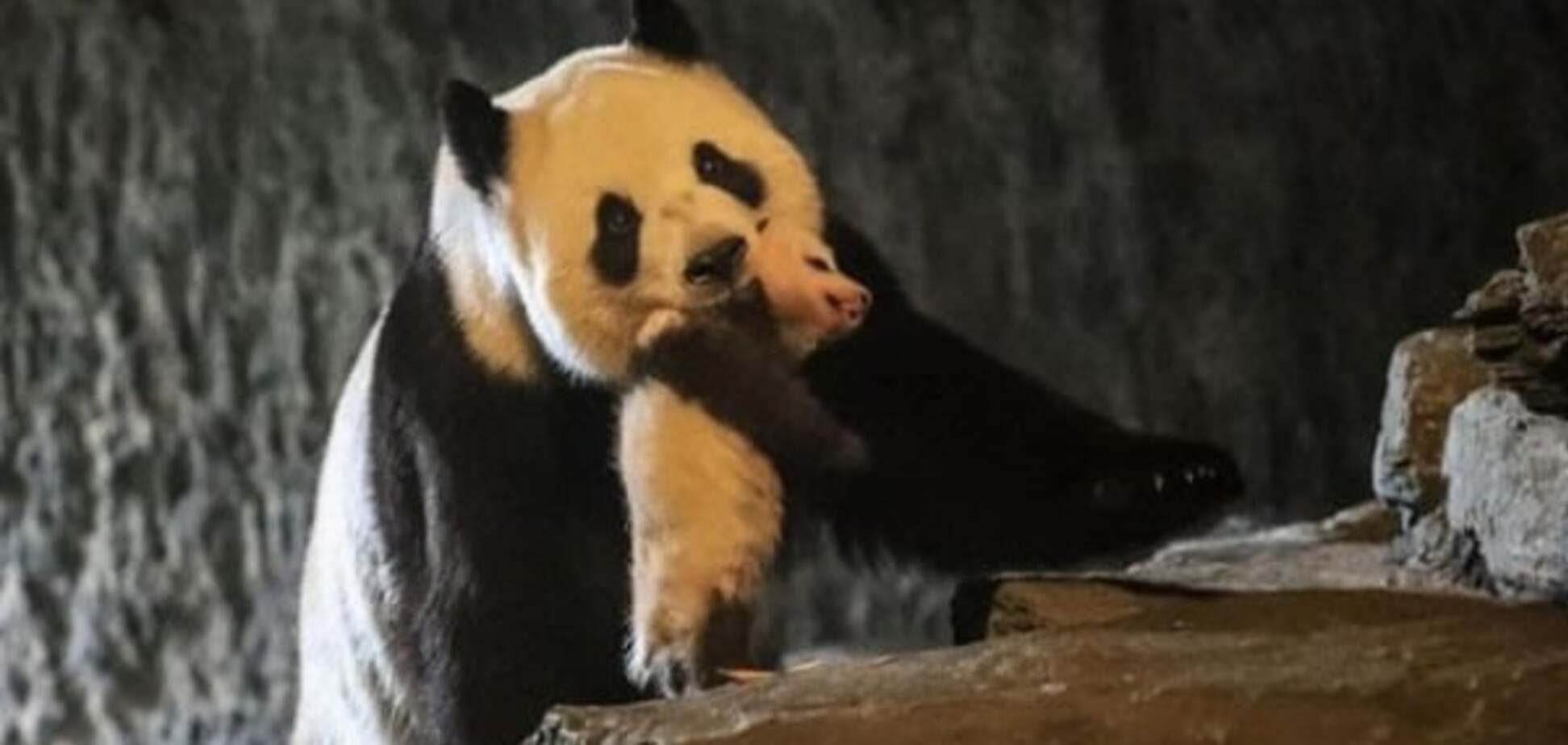 В Бельгии показали детеныша панды, зачатого искусственным путем