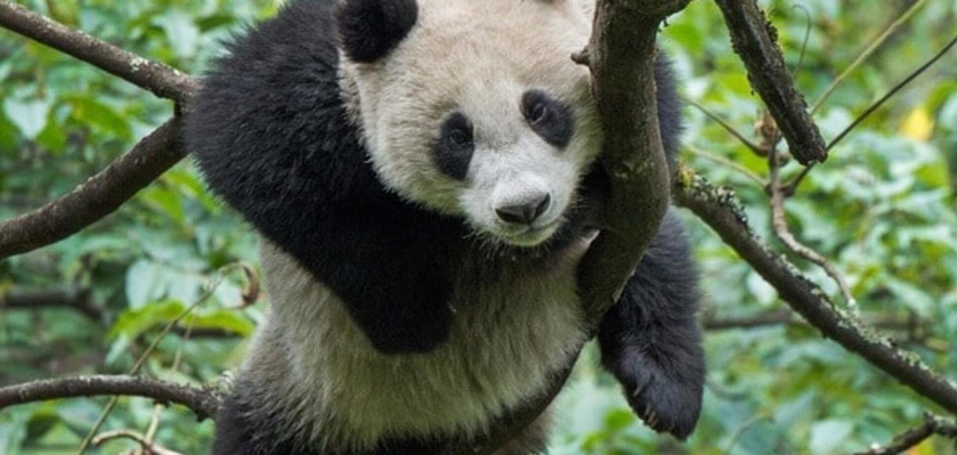 Панда