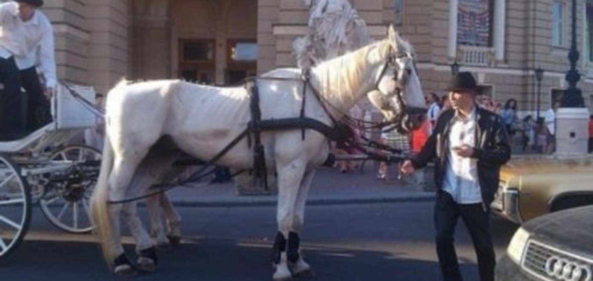 Коні в Одесі