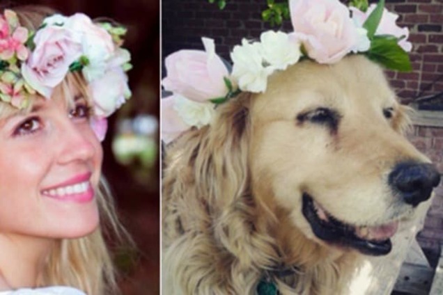 Двойник среди собак