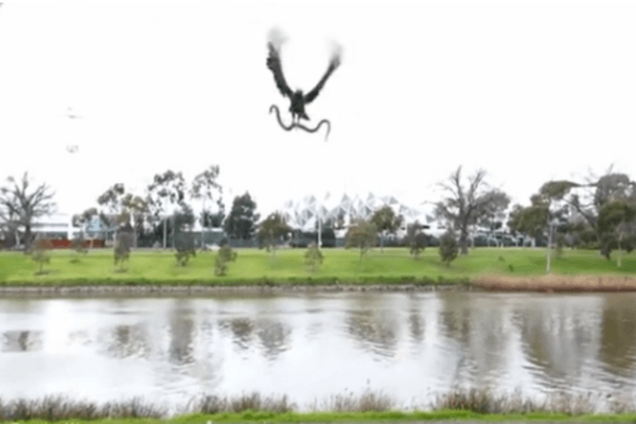 В Австралии ястреб выронил змею на головы отдыхающим: опубликовано видео