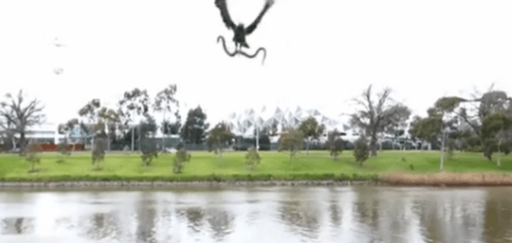 В Австралии ястреб выронил змею на головы отдыхающим: опубликовано видео