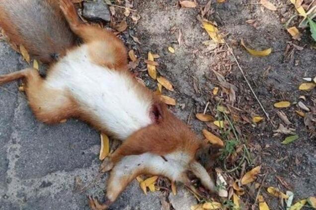 убийство белок