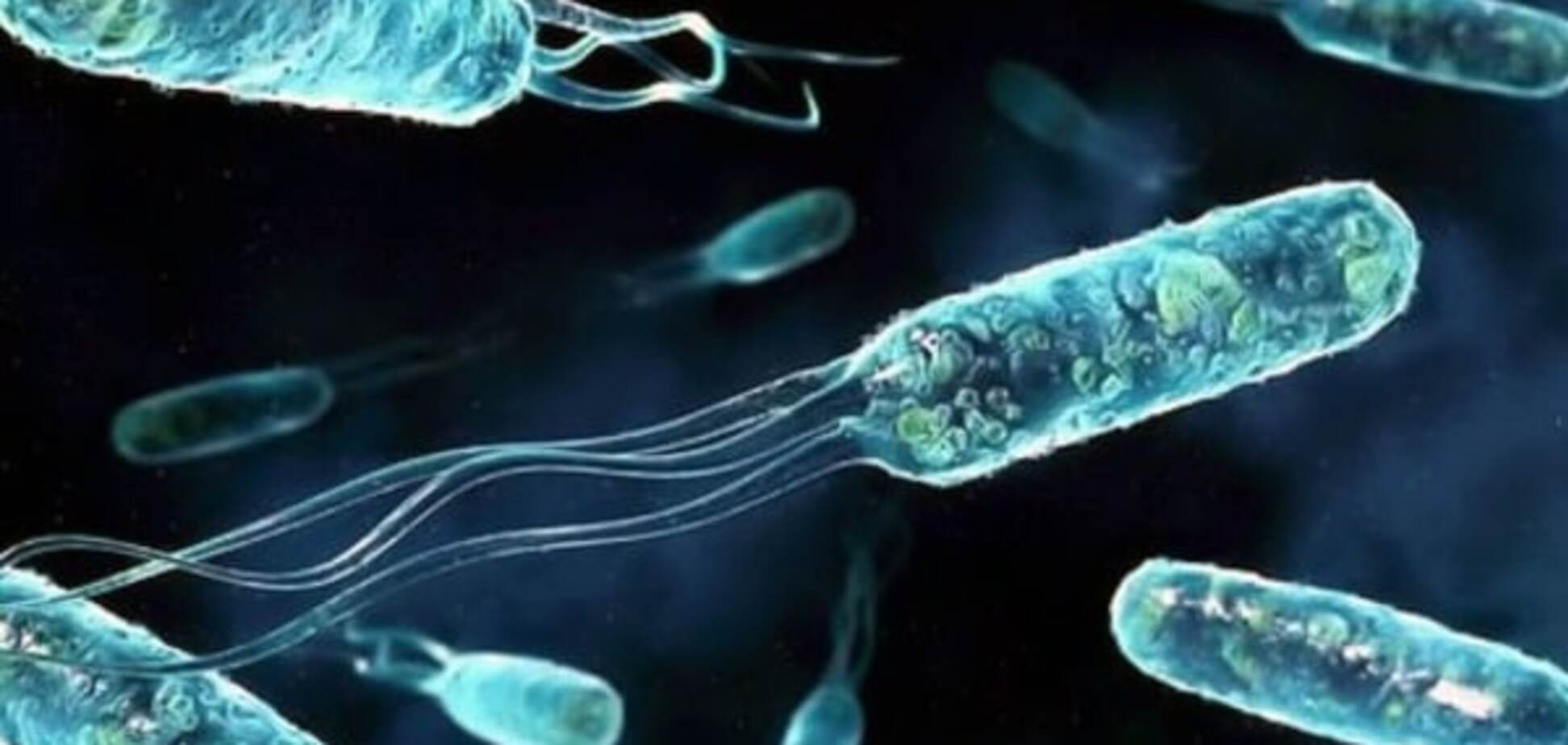 Ученые показали, как эволюционирует бактерия кишечной палочки: видеофакт