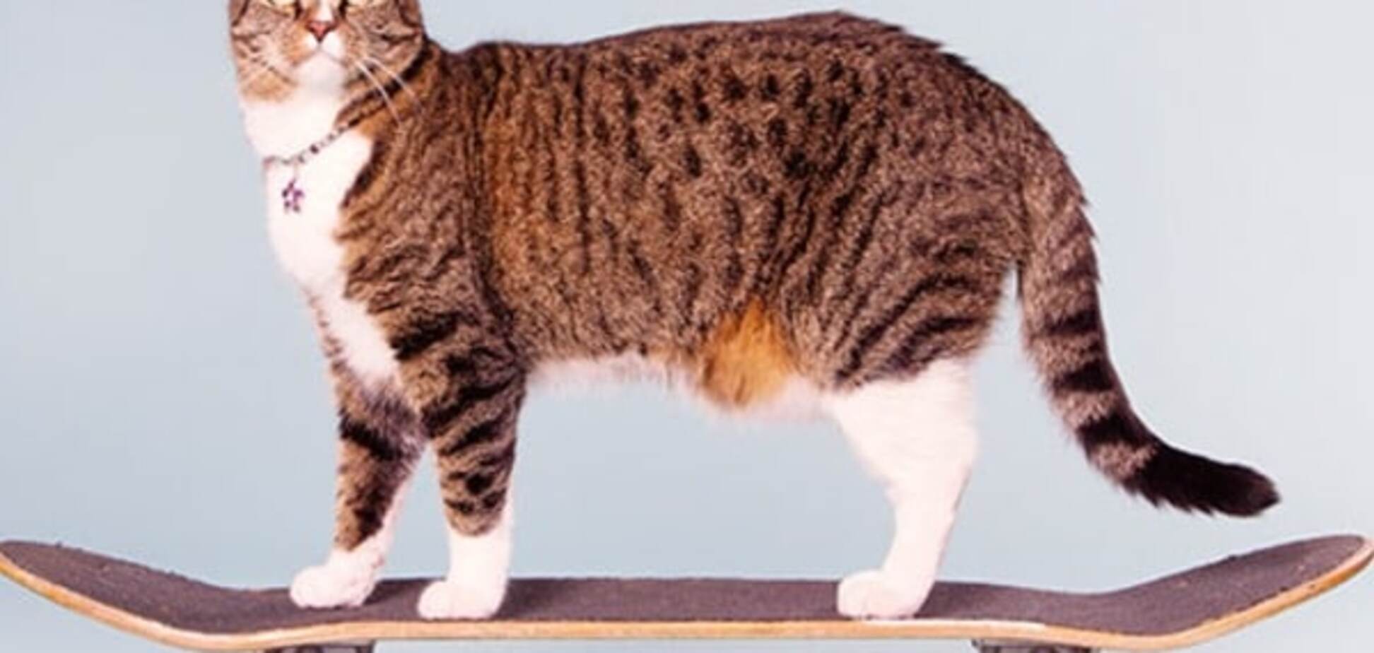 Кішка-скейтбордистка потрапила у книгу рекордів Гіннеса