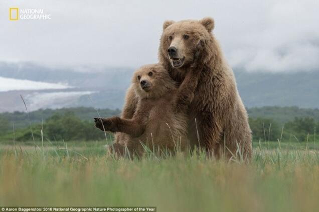 National Geographic опубликовал завораживающие снимки дикой природы