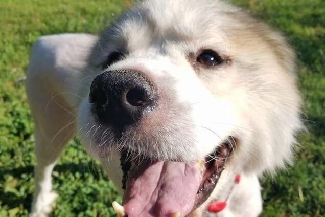 В овечьей шкуре: с прожившего в заточении 6 лет пса состригли 15 кг шерсти