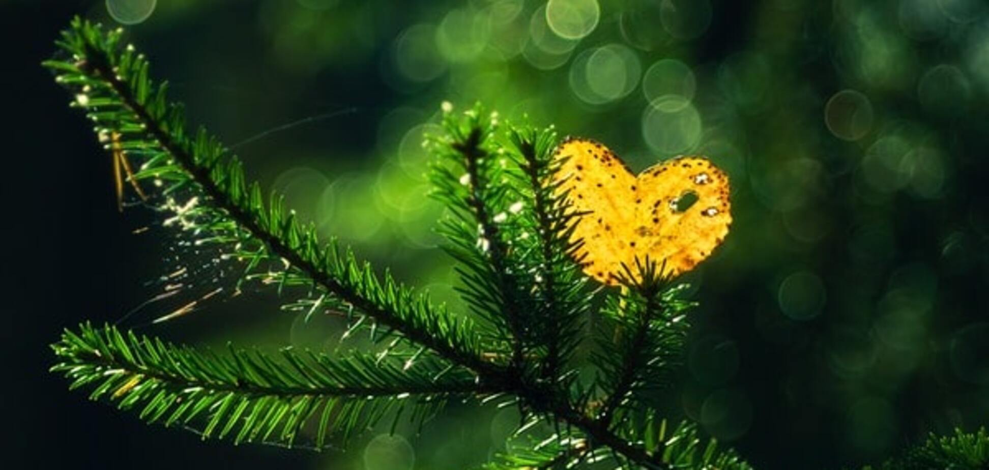 Золотая пора: краски осени на атмосферных снимках фотографа из Финляндии