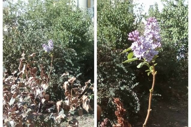 В Киеве осенью зацвела сирень: опубликованы фото